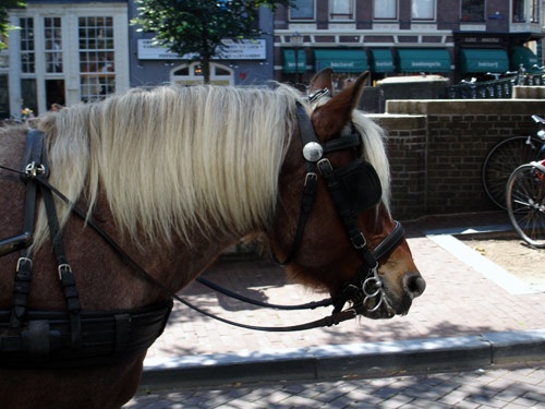 Emo-Pferd in Amsterdam